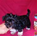 Maltipoo